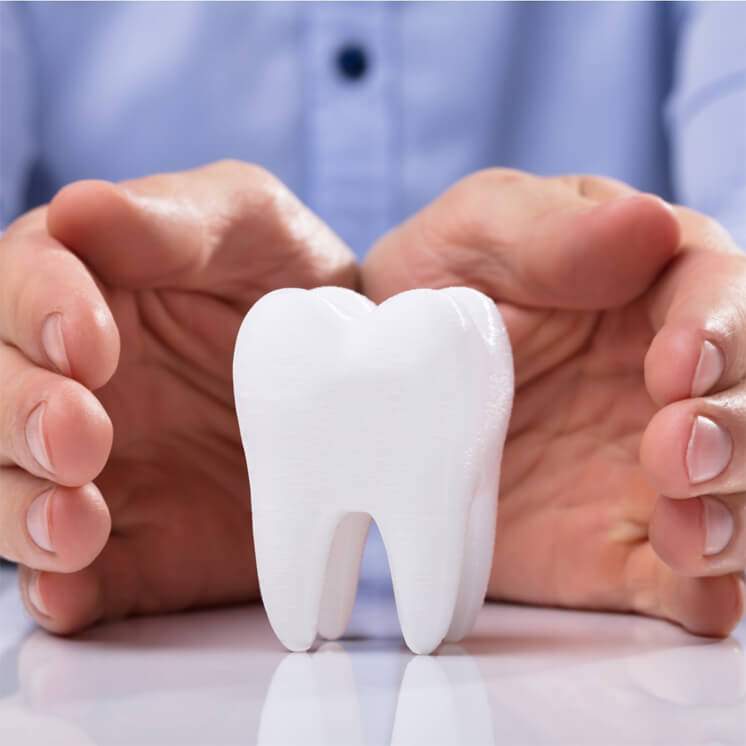 Hands protectively cradling white tooth model on dental office desk